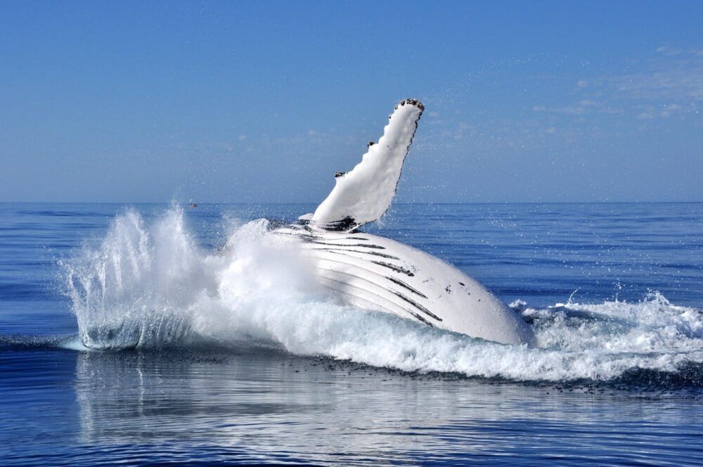 The Humpback Highway